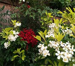 Kylie Menagh-Johnson's garden with red and white flowers