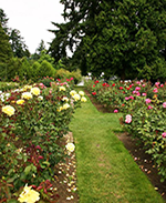 International Test Rose Garden in Portland Oregon