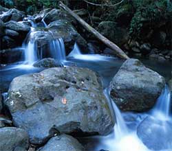 A picture of Effie Greathouse field site in the Sonadora River in Puerto Rico