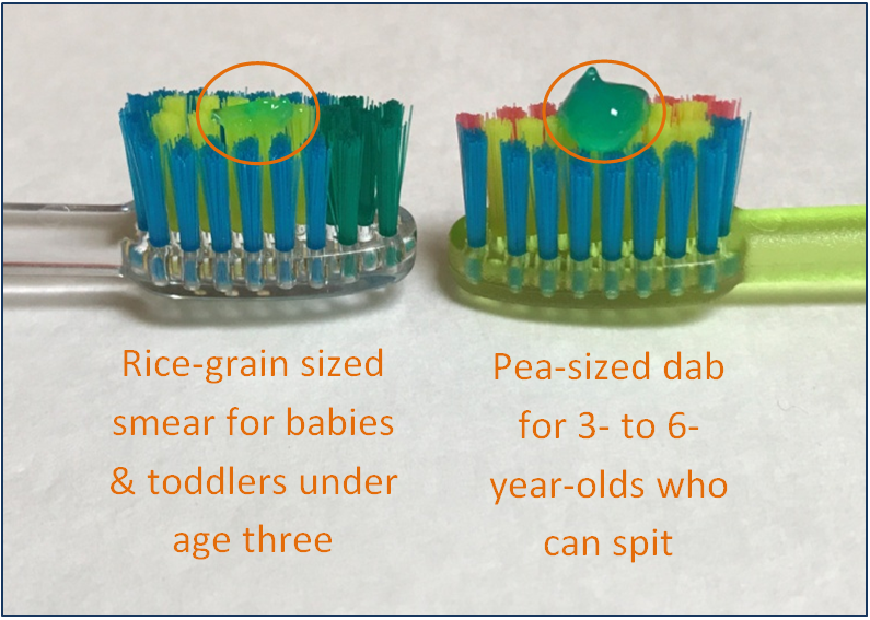 Two toothbrushes, one showing a smear of toothpaste for kids under age three, the other showing a small pea-sized amount of toothpaste for kids ages 3 to 6 years old