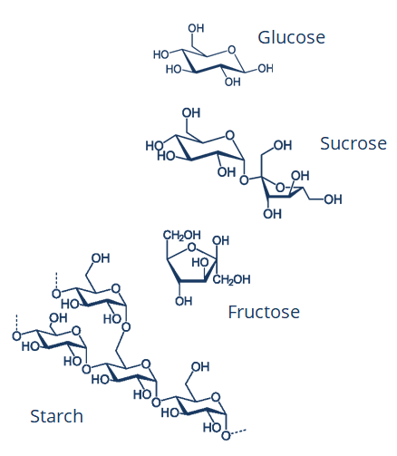 Chemical structures of fermentable carbohydrates which cause tooth decay, glucose, sucrose, fructose, starch