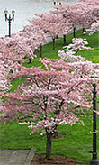 Blossoming cherry trees in Tom McCall Waterfront Park in Portland Oregon