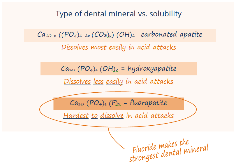 Chemical formulas for carbonated apatite (dissovled most easily in acid attacks), hydroxyapatite (dissolves less easily), and fluorapatite (hardest to dissolve)