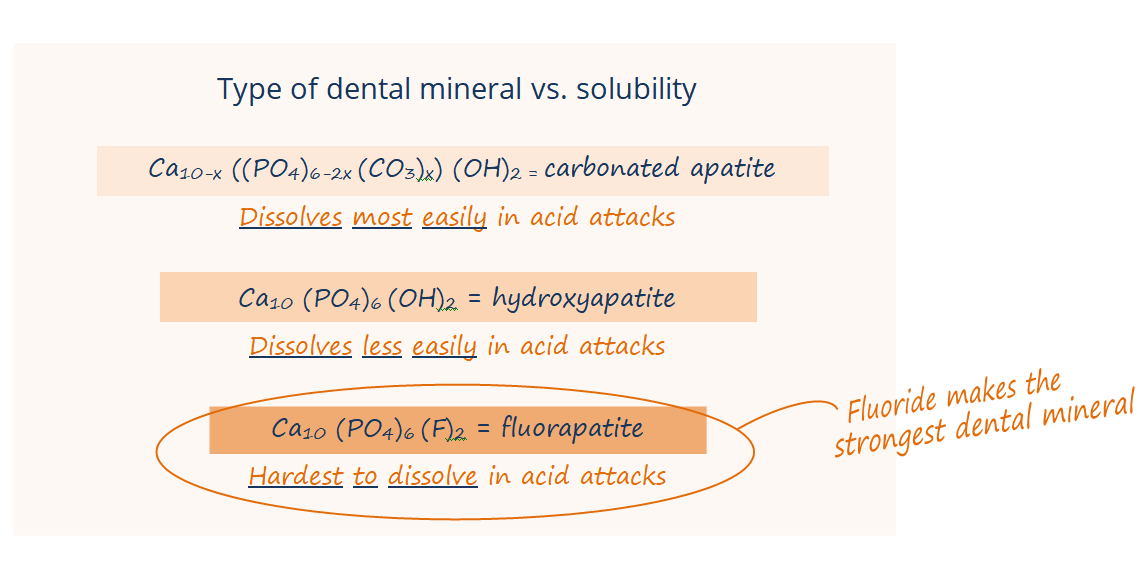 Chemical formulas for carbonated apatite (dissovled most easily in acid attacks), hydroxyapatite (dissolves less easily), and fluorapatite (hardest to dissolve)